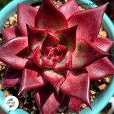 Echeveria agavoides v Romeo Rubin / 40 seeds